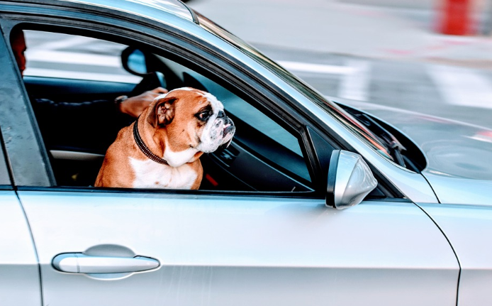Traveling with your dog