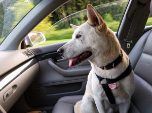 dog in a car