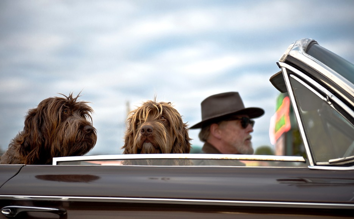 Dogcar ftd